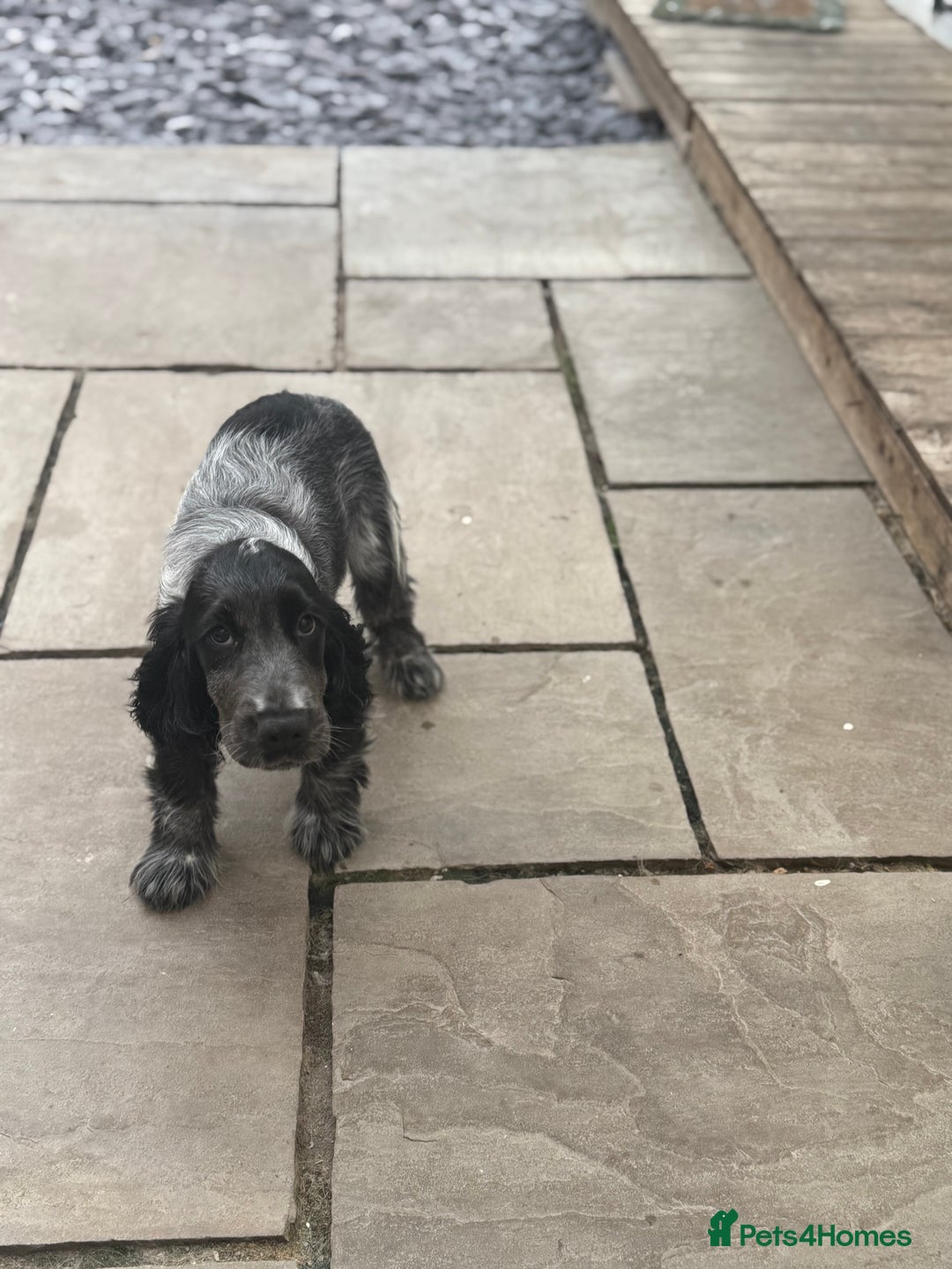 Cocker Spaniel dogs for sale: Blue roan show cocker spaniel  - Image 5