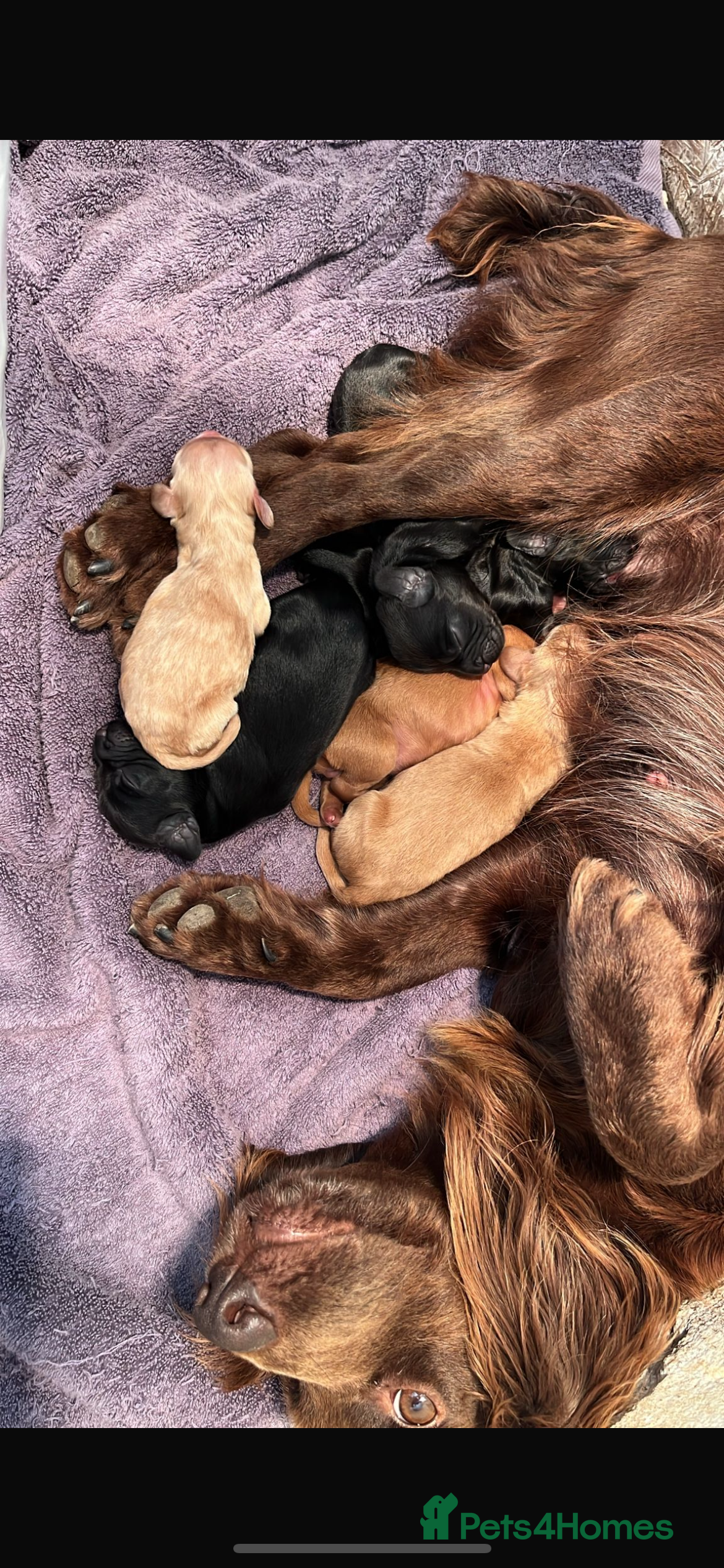 Sprocker dogs 3 Sprocker pups left!! - Advert 2