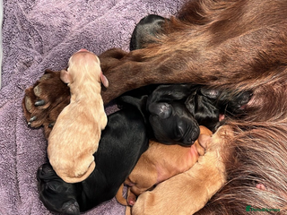 Sprocker dogs 3 Sprocker pups left!! - Advert 1