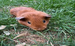 Guinea Pig rodents for sale: Male Guinea Pigs For Sale  - Image 14