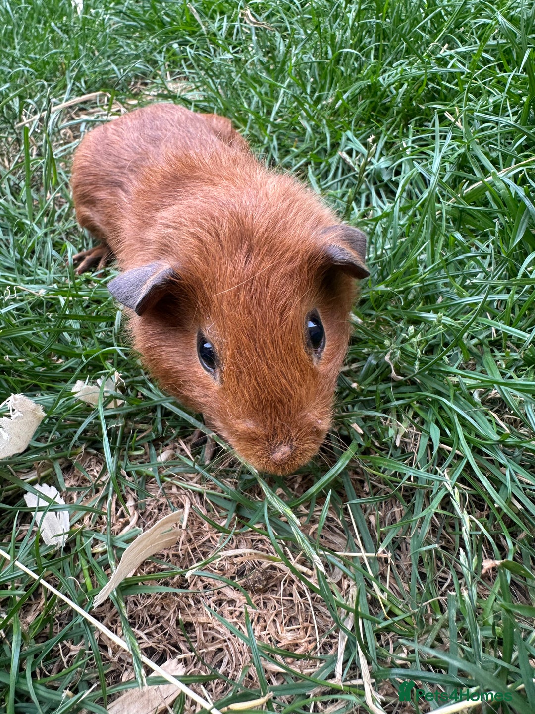 Guinea Pig rodents for sale: Male Guinea Pigs For Sale  - Image 14