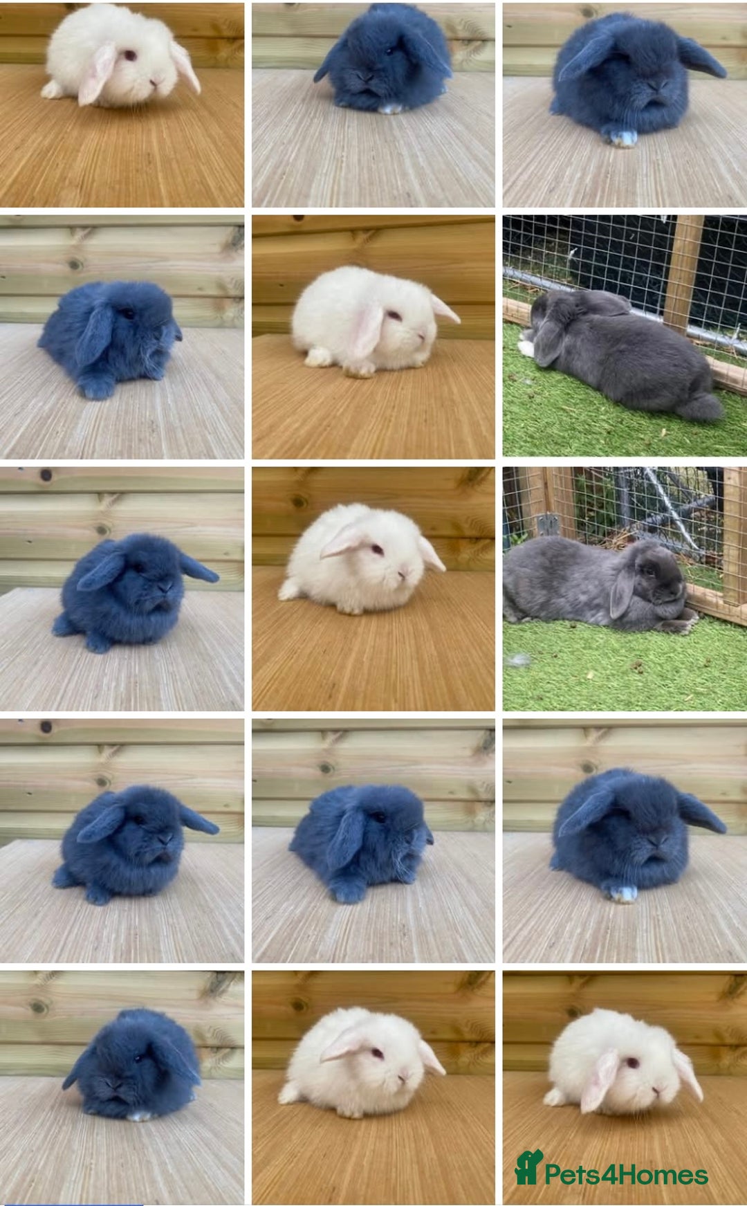 Mini Lop rabbits for sale: Mini lops ( Est since 2014 )  - Advert 1