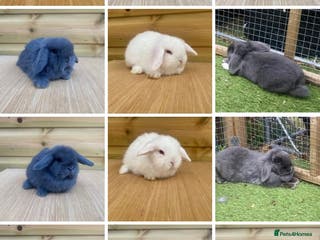 Mini Lop rabbits Mini lops ( Est since 2014 ) - Advert 18