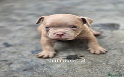 American Bully dogs for sale: Champagne, Chocolate, Merle Micro Pocket Bullys  in Wilmslow - Image 15