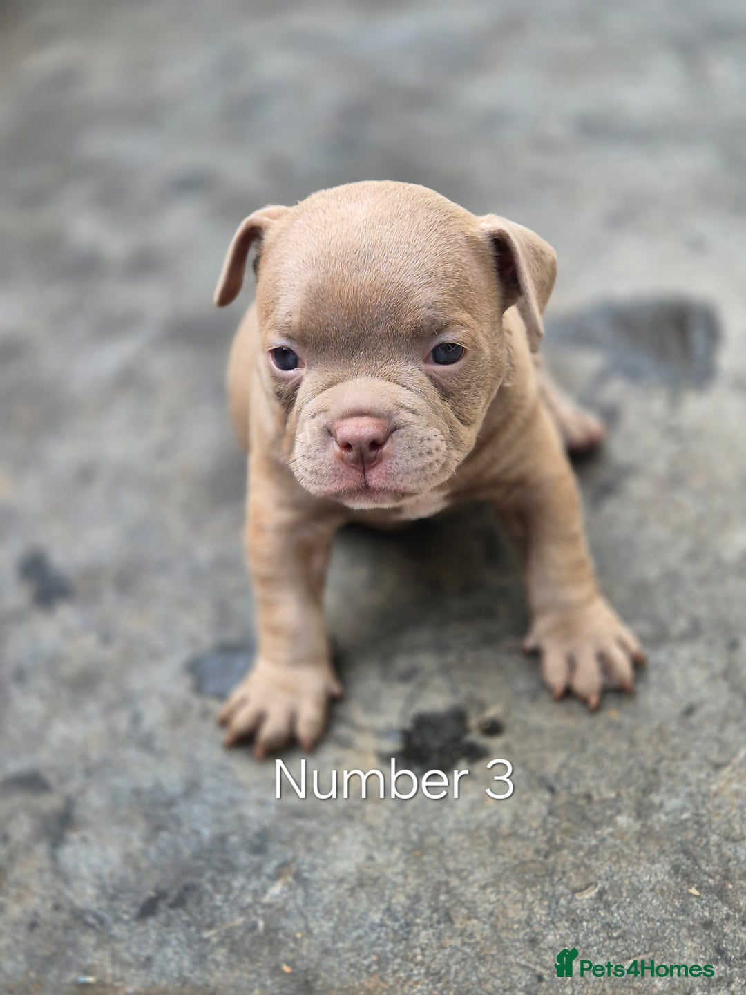 American Bully dogs for sale: Champagne, Chocolate, Merle Micro Pocket Bullys  in Wilmslow - Image 15