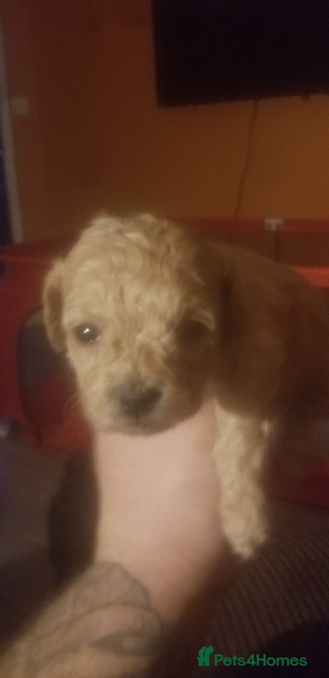 Shihpoo dogs for sale: Last f1b shihpoo left £850 - Advert 17