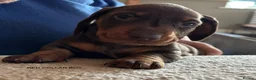 Miniature Dachshund dogs for sale: Adorable litter of Miniature Dachshund Puppies - Advert 3