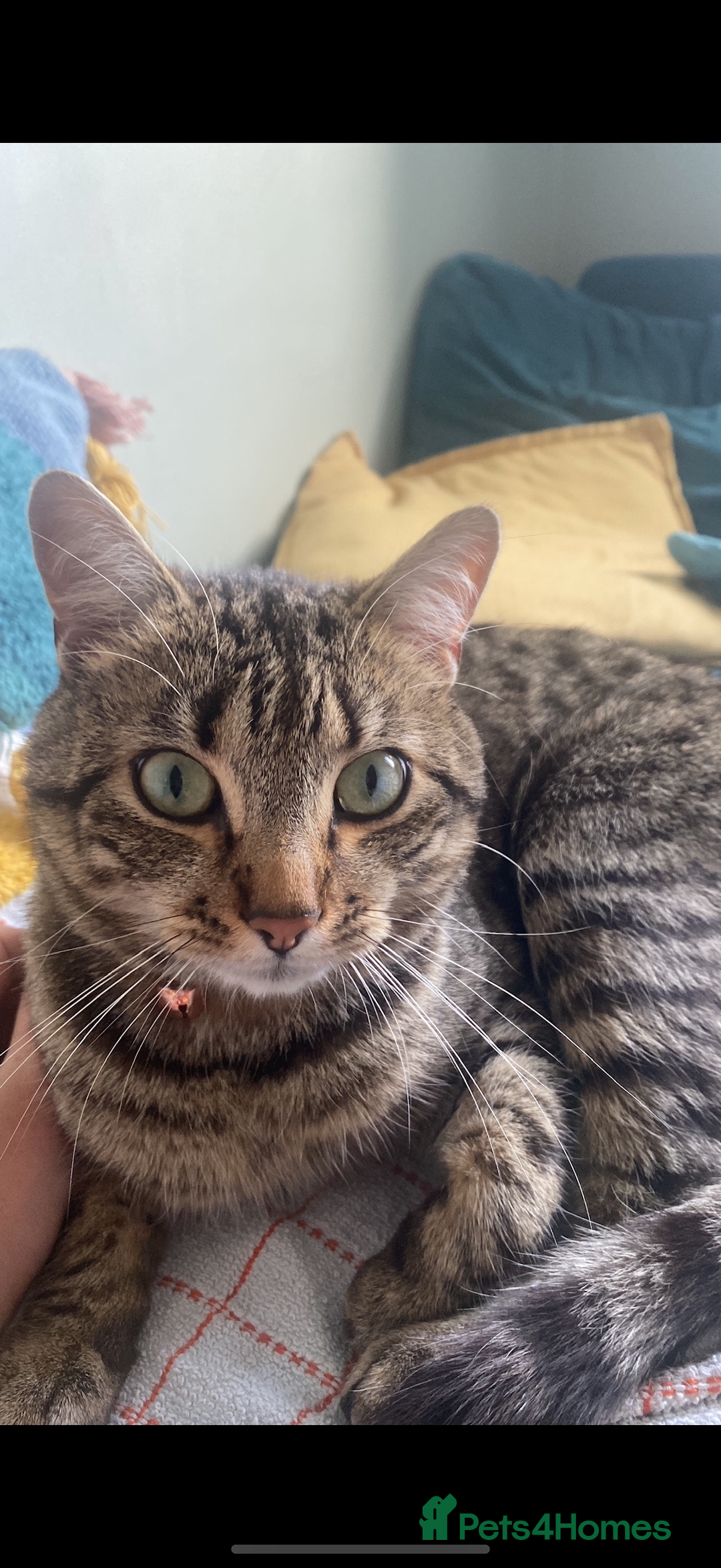 Mixed Breed cats for sale: Beautiful male cat needs a loving home  - Image 4