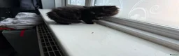 Mixed Breed cats for sale: 2 beautiful kittens for sale  - Advert 10