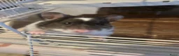 Hamster rodents for sale: Female Syrian Hamster for sale inc full set up,  in Lancaster - Advert 6