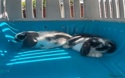 English Lop rabbits for sale: Beautiful bunnies in Pontefract - Image 5