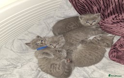 British Shorthair cats for sale: ✨British Shorthair Kittens looking for new family✨ - Advert 4