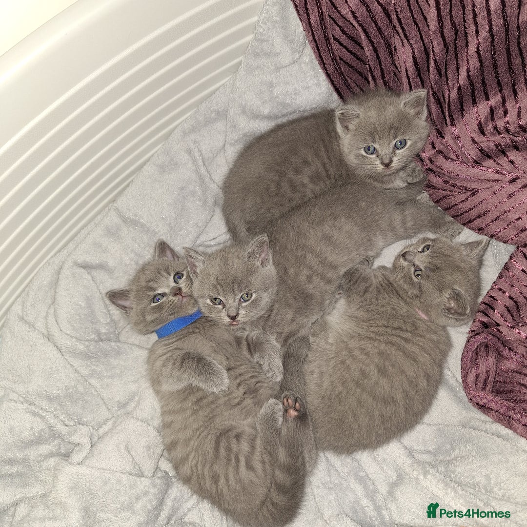 British Shorthair cats for sale: ✨British Shorthair Kittens looking for new family✨ - Advert 4