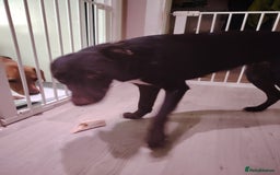Mixed Breed dogs for sale: Rehome - Image 2