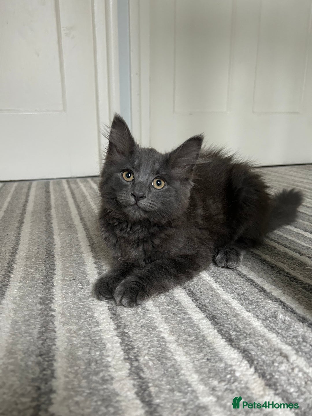 Russian Blue cats for sale: Incredible kittens  - Image 9