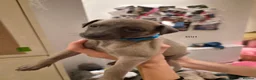 Whippet dogs for sale: Fawn Whippet puppys - Advert 24