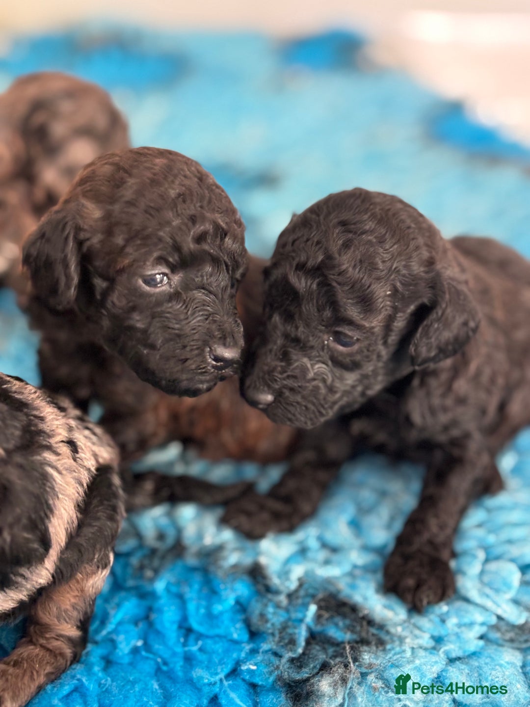 Miniature Poodle dogs for sale: Beautiful health tested miniature poodles  - Advert 32