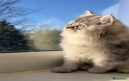 British Longhair cats for sale: We have 2 adorable Boy - Advert 3