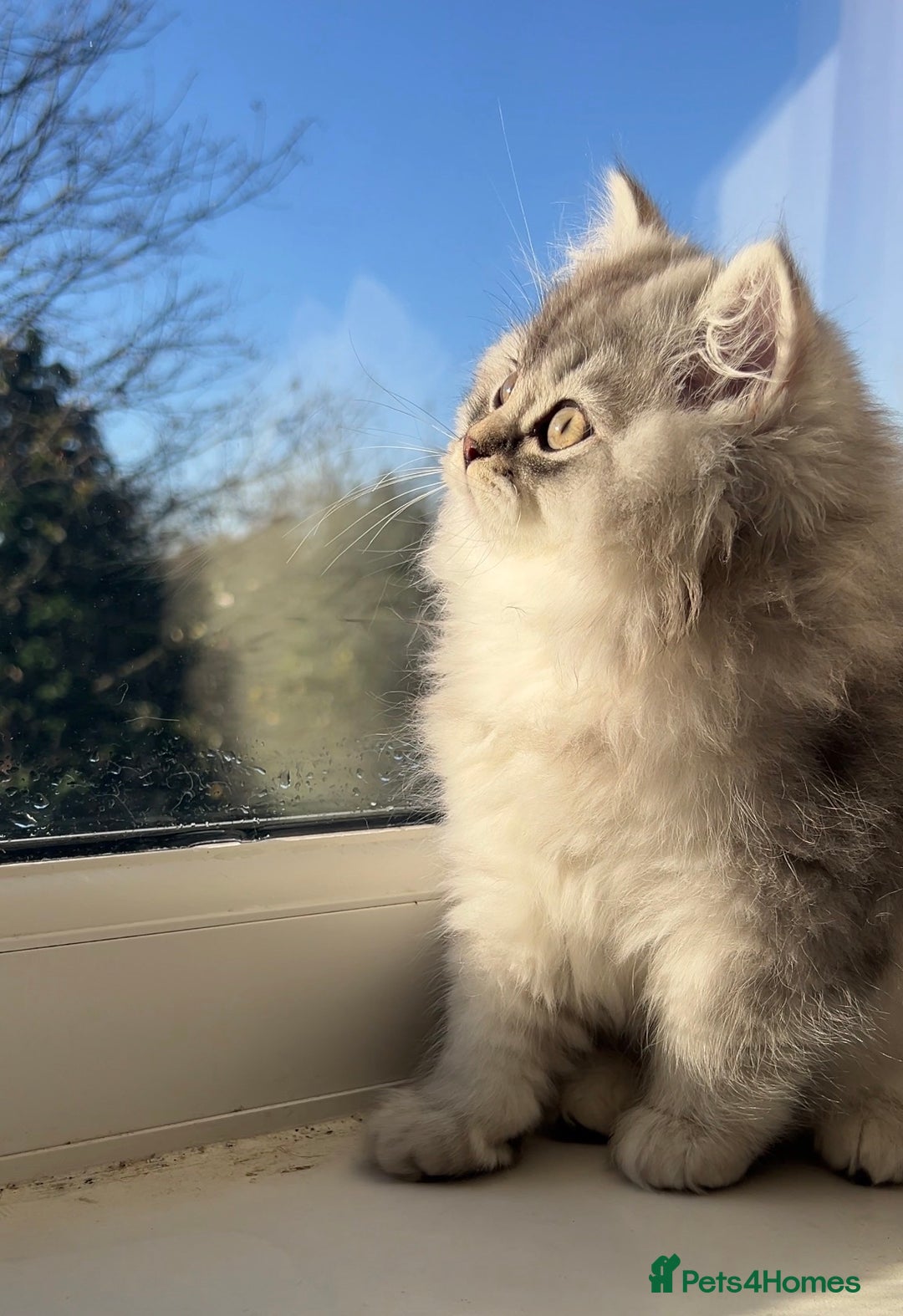 British Longhair cats for sale: We have 2 adorable Boy - Advert 3