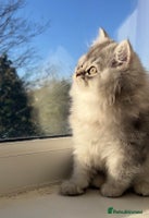 British Longhair cats We have 2 adorable Boy - Advert 5