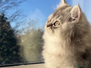 British Longhair cats TICA Registered British Long Hair Boys - Advert 3