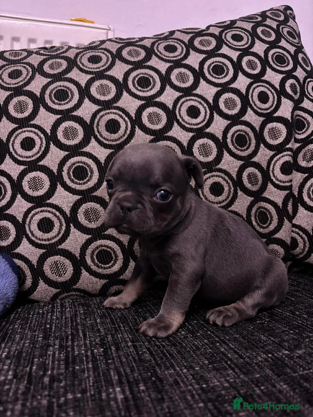 Mixed Breed dogs for sale: French pocket bully’s  in Grays - Advert 10