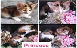 Mixed Breed cats for sale: Fluffy and short haired bundles of joy - Image 1