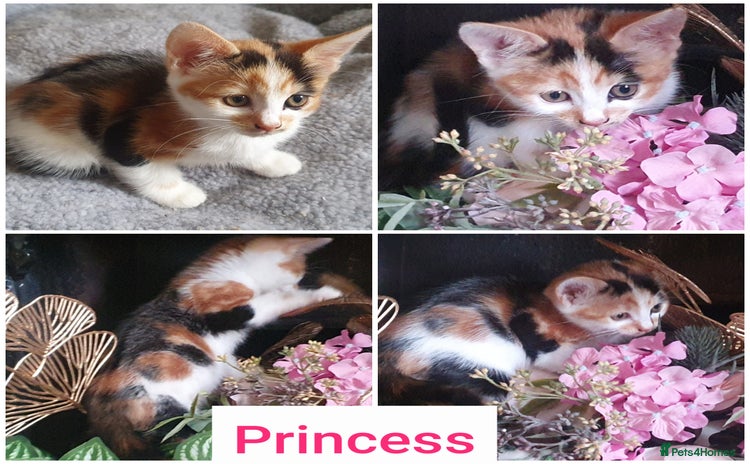 Mixed Breed cats for sale - Advert 1