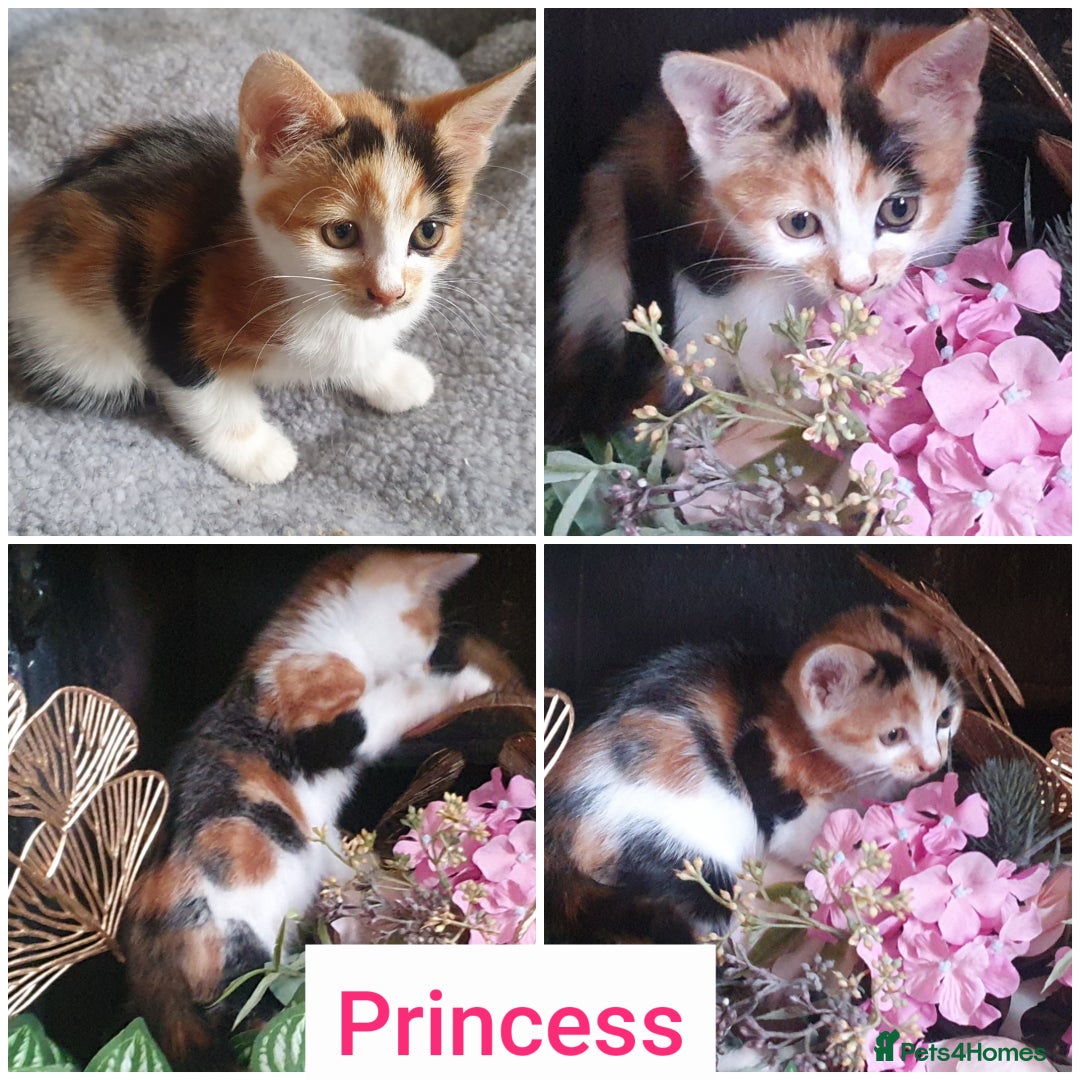 Mixed Breed cats for sale: Fluffy and short haired bundles of joy - Image 1