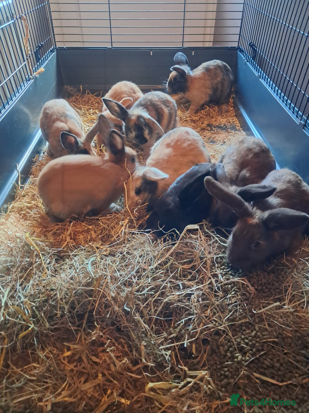 Mixed Breed rabbits for sale: Gorgeous litter of lop x bunnies  - Image 4