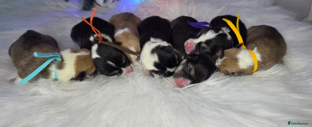 Welsh Corgi Pembroke dogs for sale: Outstanding Welsh Pembroke Corgi Puppies - Advert 5