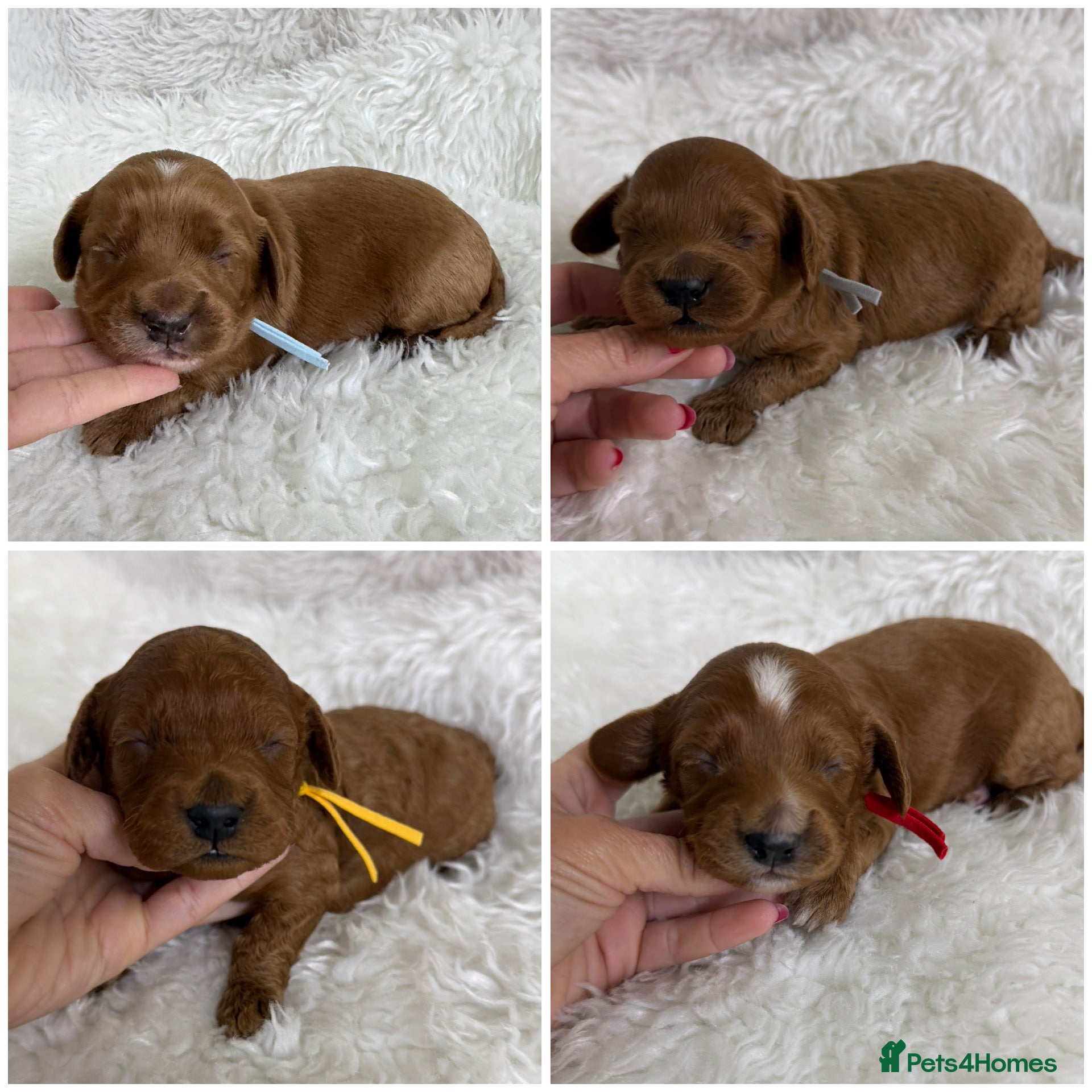 Cavapoo dogs Top quality, health tested F1b Cavapoo babies - Advert 1