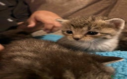 Mixed Breed cats for sale: Tabby kittens - Image 5