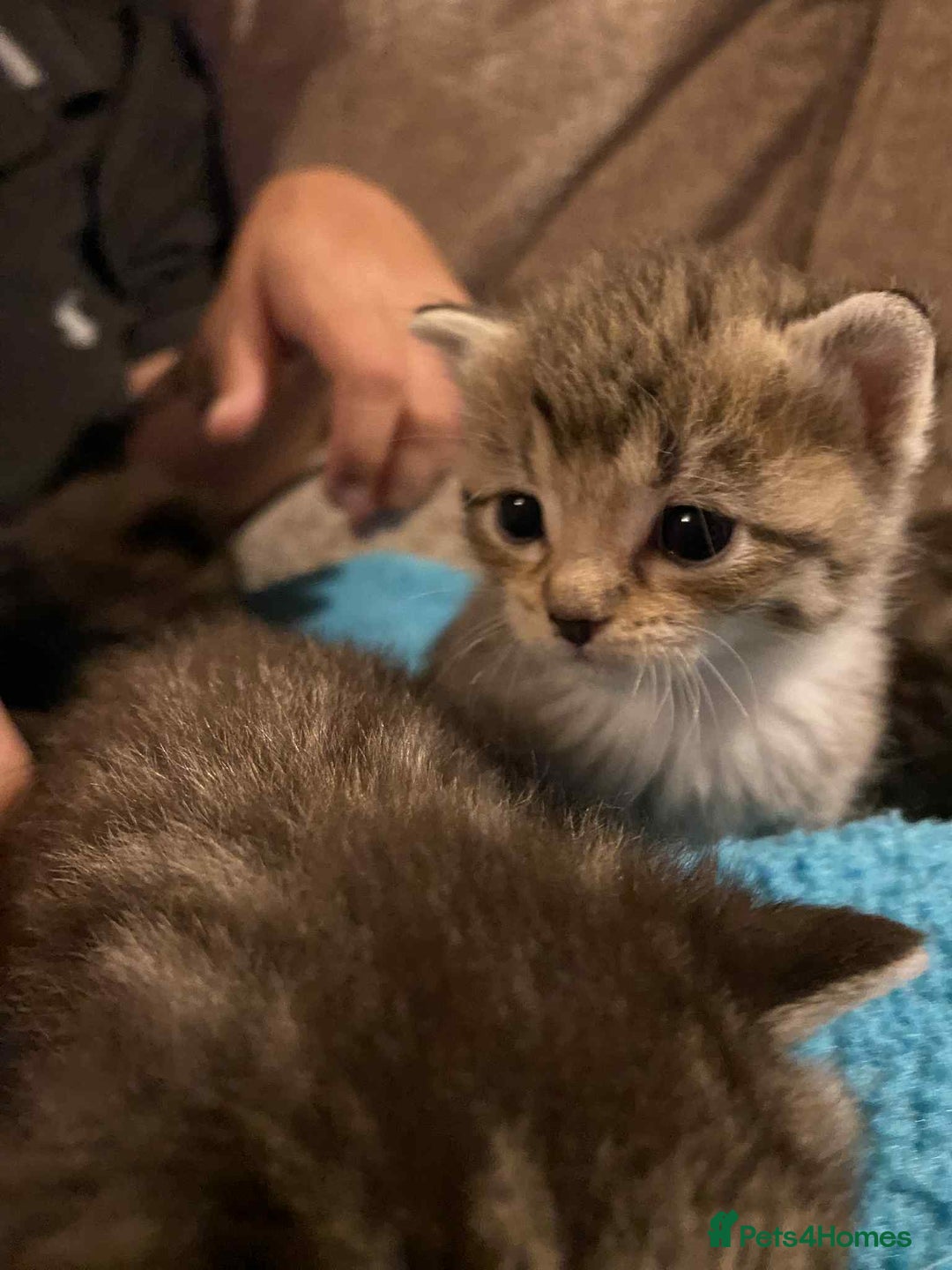 Mixed Breed cats for sale: Tabby kittens - Image 5