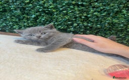 British Shorthair cats for sale: 💕British Shorthair Blue Kittens💕 - Image 8