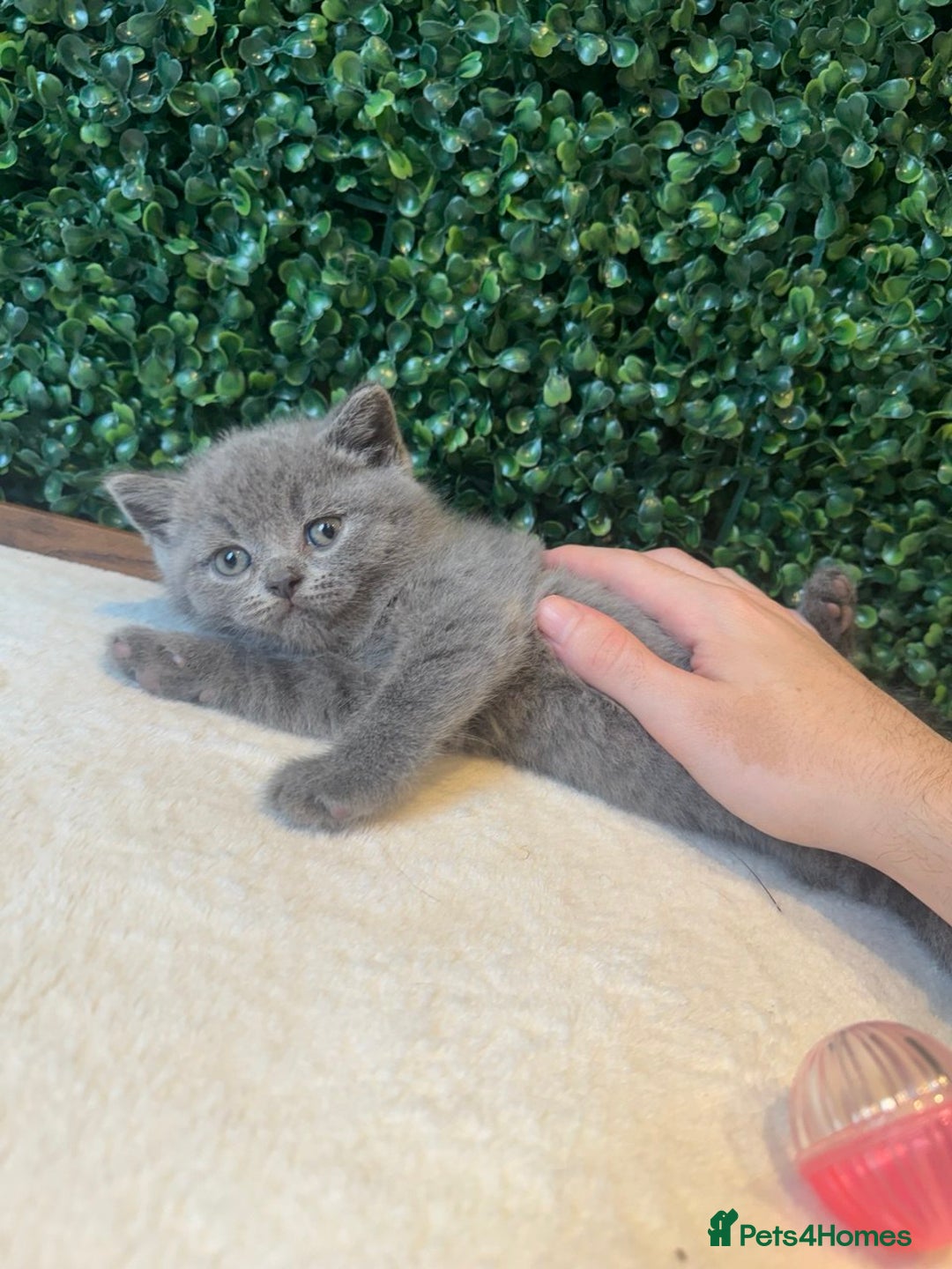 British Shorthair cats for sale: 💕British Shorthair Blue Kittens💕 - Image 8