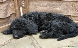 Labradoodle dogs for sale: F1B Labradoodles: available from Aug 2nd. in Uxbridge - Image 18