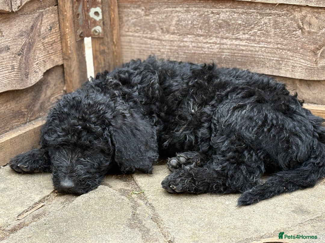 Labradoodle dogs for sale: F1B Labradoodles: available from Aug 2nd. in Uxbridge - Image 18