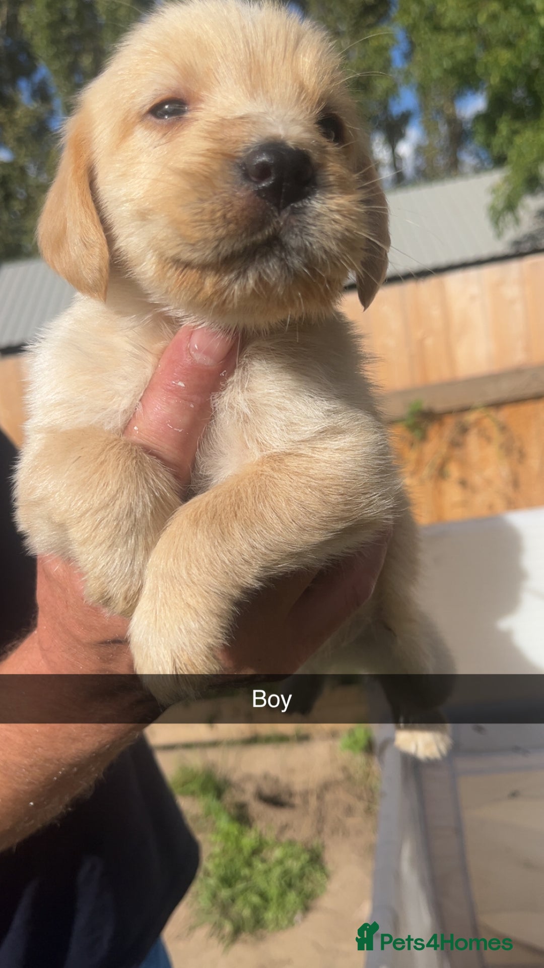 Labrador Retriever dogs for sale: Labradors - Image 3