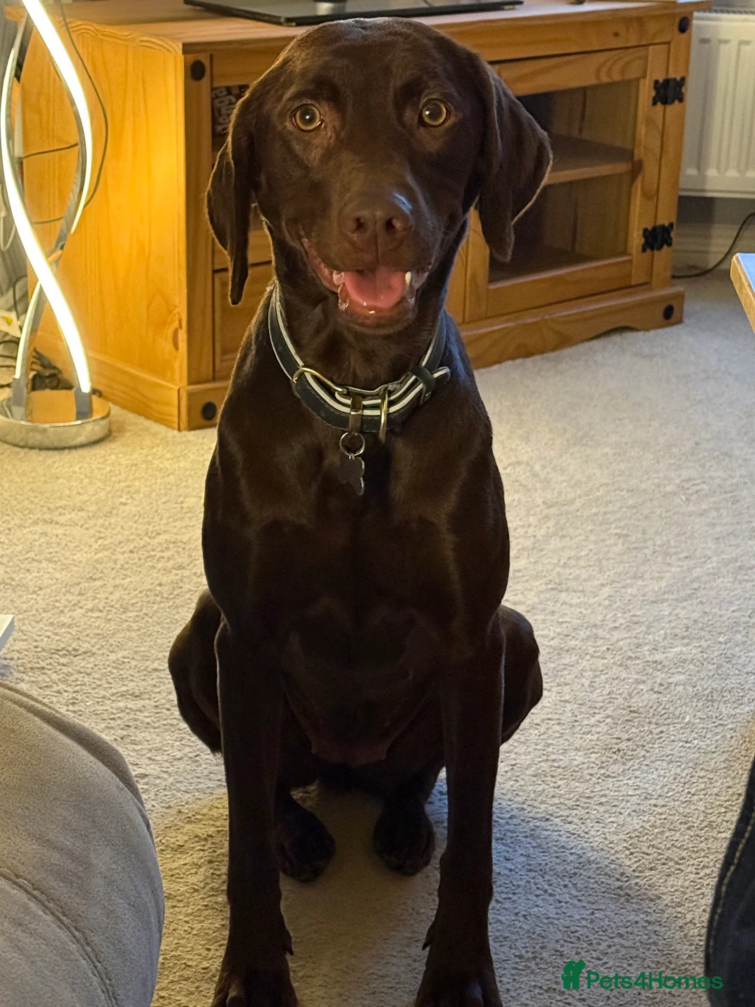 Labrador Retriever dogs for sale: KC registered Chocolate and Black labrador puppies - Advert 6