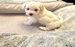 Maltipoo dogs for sale: Tiny Parti Maltipoo Puppies - Image 1
