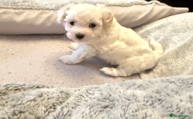 Maltipoo dogs - Advert 1