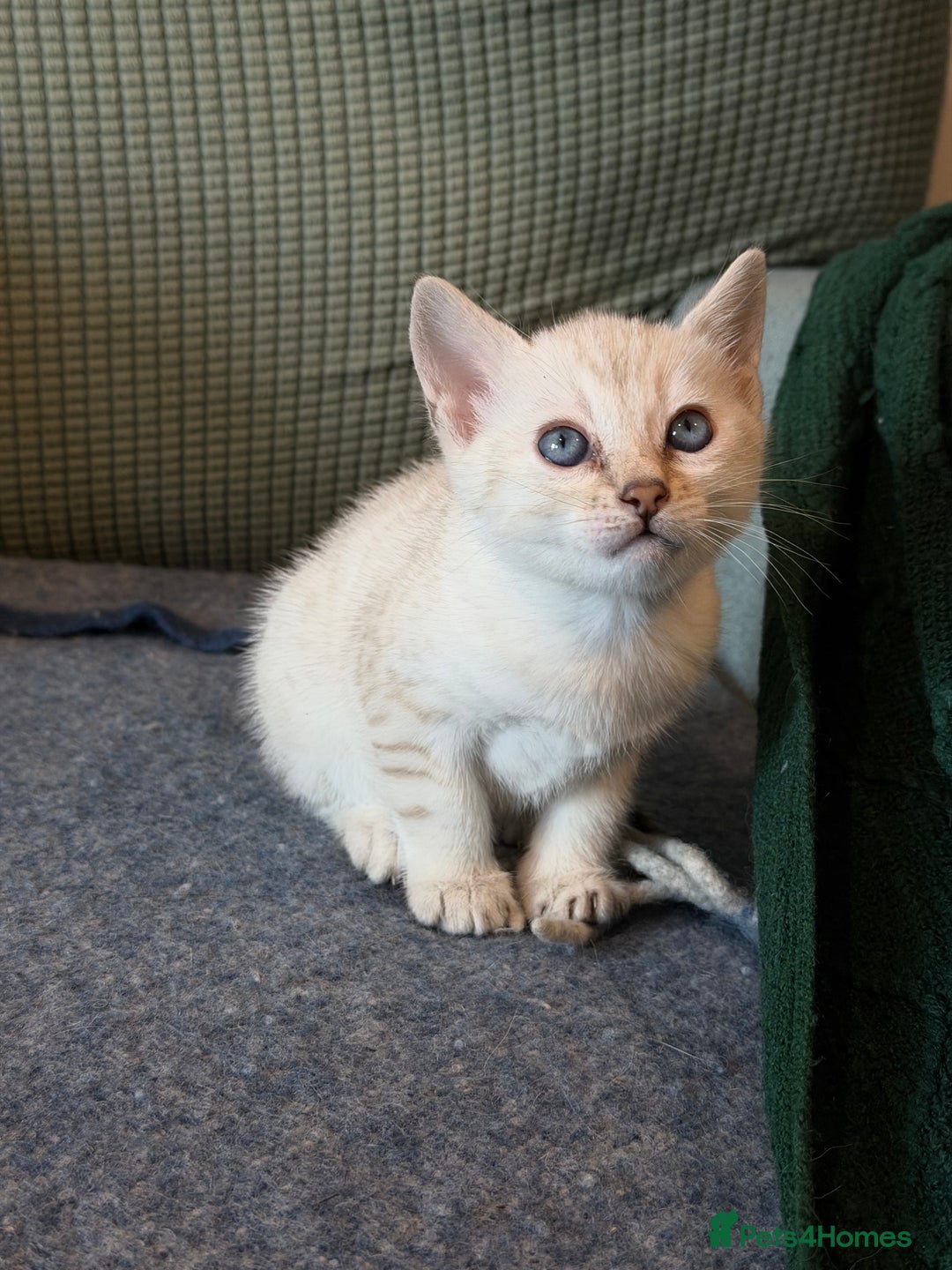 Bengal cats for sale: Bengal kitten. ONLY 2 left - Advert 14