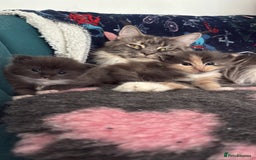 Ragcoon cats for sale: Two beautiful ragcoon kittens - Image 2