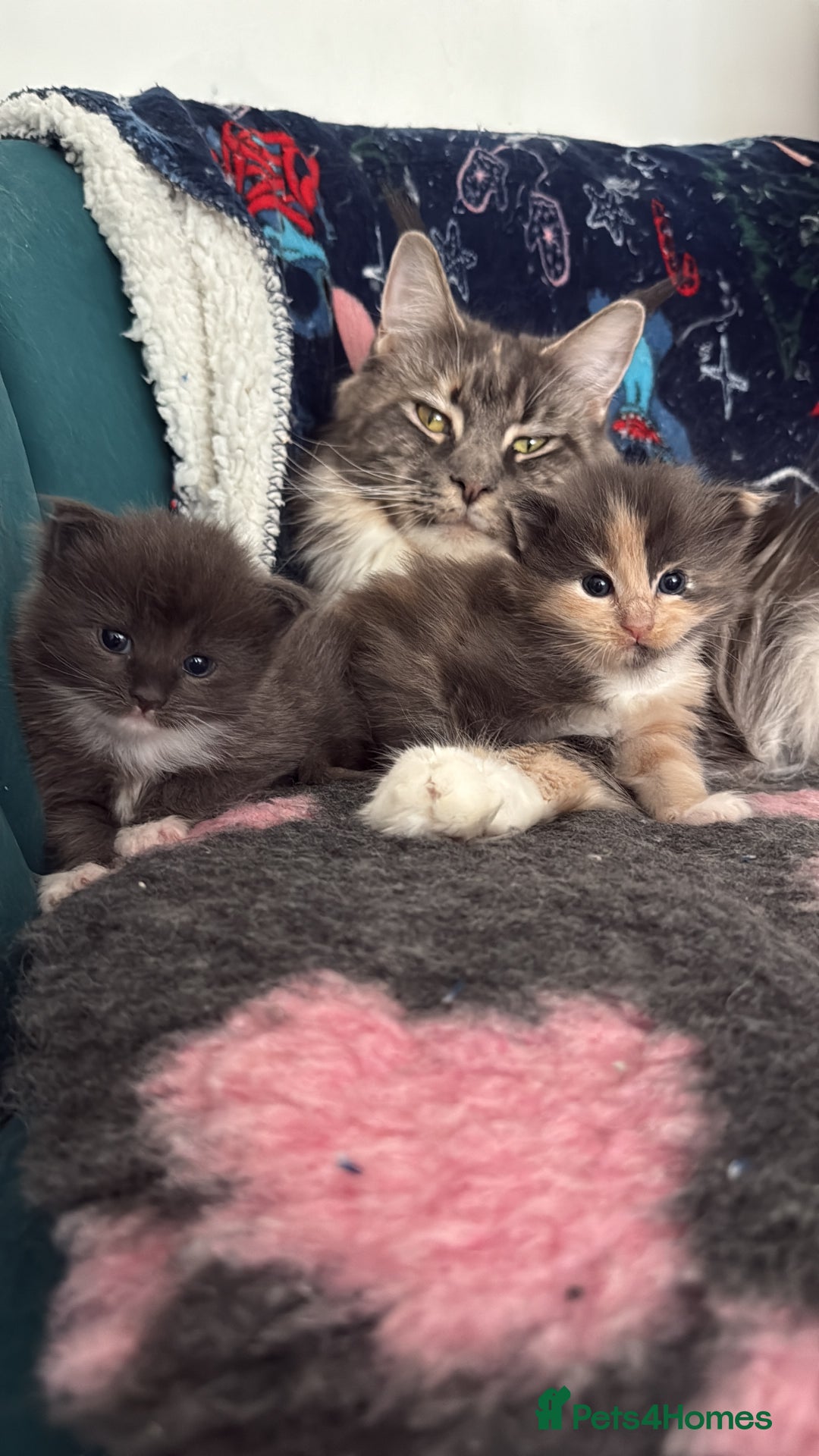 Ragcoon cats for sale: Two beautiful ragcoon kittens - Image 2