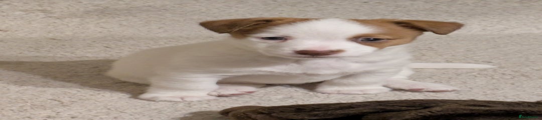 Jackapoo Puppy 1