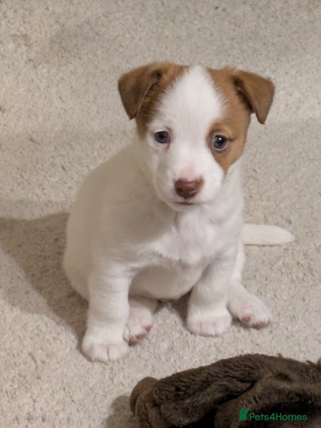 Jackapoo dogs for sale: Jackapoo pups - Image 2