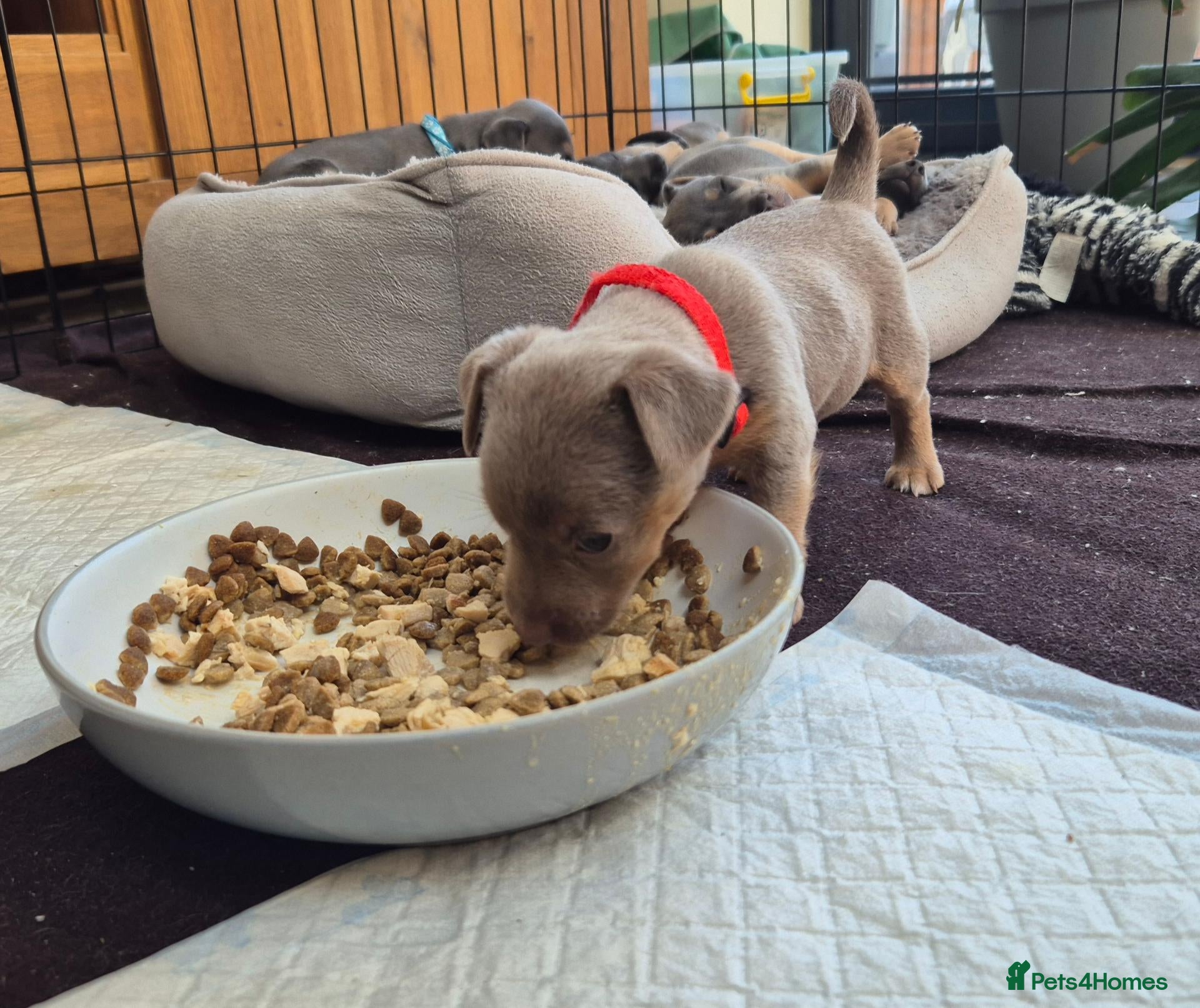 Jack Russell dogs Lilac & blue Jack Russell Wenlock puppies - Advert 2