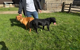 Labrador Retriever dogs for sale: Beautiful Labrador puppies for sale  - Image 14