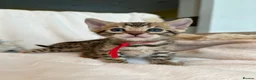 Bengal cats for sale: Stunning Pure Bengal Kittens Ready For Reservation - Advert 30